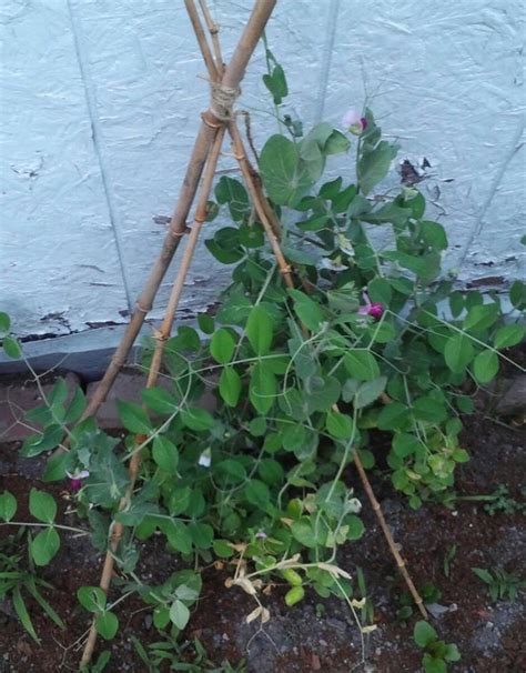 A Trellis For Sugar Snap Peas To Climb Made From Some Of