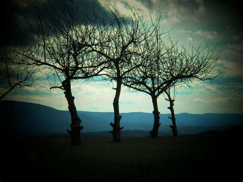 Three Trees Photograph By Joyce Kimble Smith