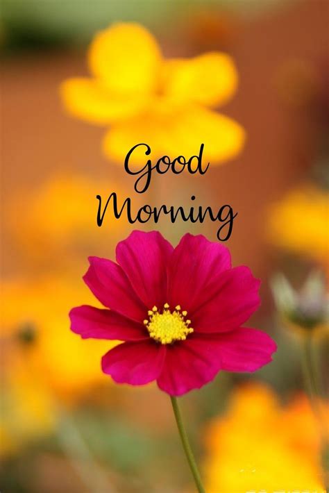 1 55+ beautiful good morning images with quotes, flowers, coffee, wishes, messages and hd wallpaper for friends, family, lover to share on … Pin by Jessi James on ☆☆ Good Morning Quotes ☆☆ (With ...