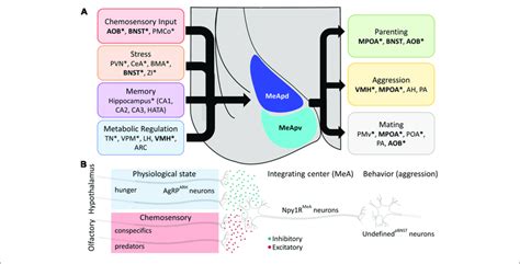 Structural And Functional Integration In Medial Amygdala Circuits
