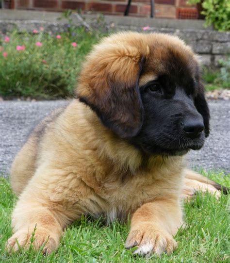 Before each puppy leaves us they will: Rules of the Jungle: Leonberger puppies