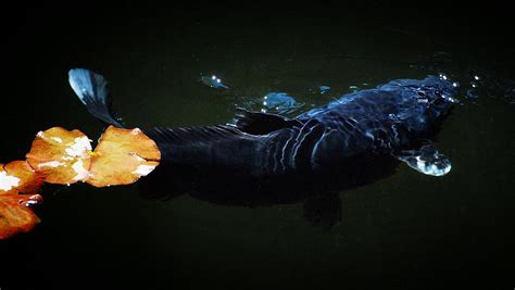 Black Koi By The Lillies Photograph by Don Mann