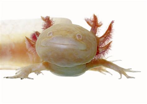 Axolotl Facts And Information A Complete Pet Owners Guide Axolotl Care