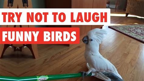 Her profile said she wants a guy that makes her laugh. Funniest birds to make you laugh 😂 😂 REMOVE YOUR STRESS 🤩 ...