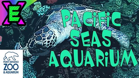 Pacific Seas Aquarium At The Point Defiance Zoo And Aquarium Youtube