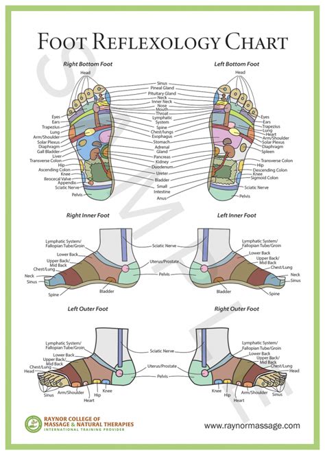 Foot Reflexology Chart Raynor College Of Massage And Natural Therapies