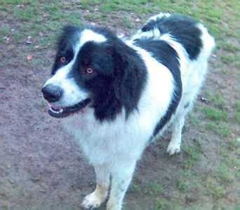 Border collie breeders in australia and new zealand. Great Pyrenees Mixed Dogs: What to Expect | Great pyrenees ...