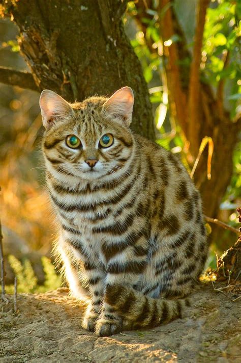 black footed cat felis nigripes stock image image of africa spotted 35319195
