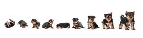 Yorkie Growth Chart And Yorkshire Terrier Development Stages Yorkielife