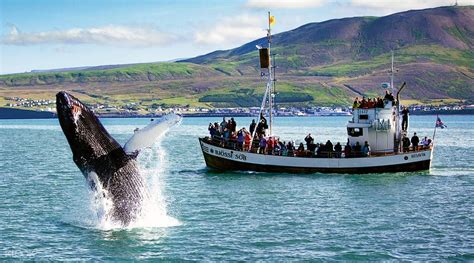 Husavik Original Whale Watching Tour North Iceland Klook India