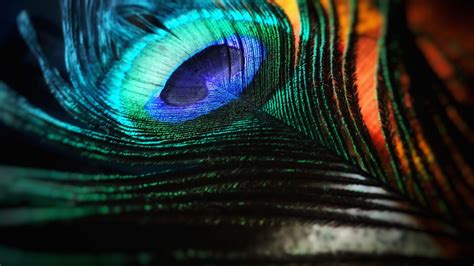 Peacock Feather Hd Wallpaper For Pc Peacock Wallpaper Feathers Feather Hd Wallpapers Colorful
