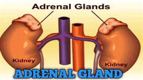 Adrenal Gland Youtube