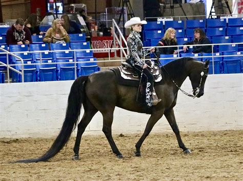 20 Different Types Of Western Riding With Video Examples Horse Rookie