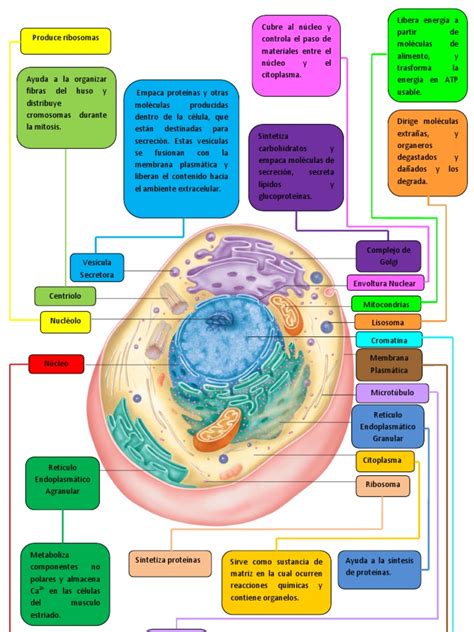 Mapa Mental Del Tema Celula Humana