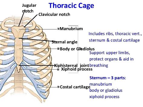 Jugular Notch Thoracic Cage Clavicular Notch Manubrium Includes