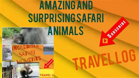 Incredible Safari Animals Safari Momentsfunny Safari Animals Zoo