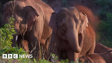 Elephants 500km Trek Across China Baffles Scientists Bbc News