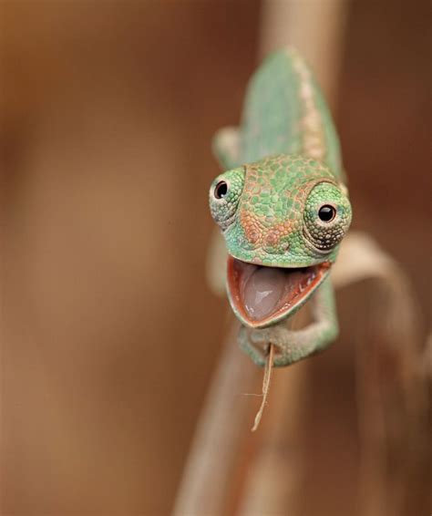 25 Amazing Chameleon Pictures