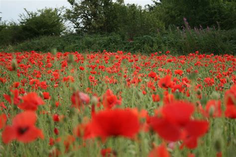 A Field Of Poppies Near Ford Cotswolds Poppy Field English