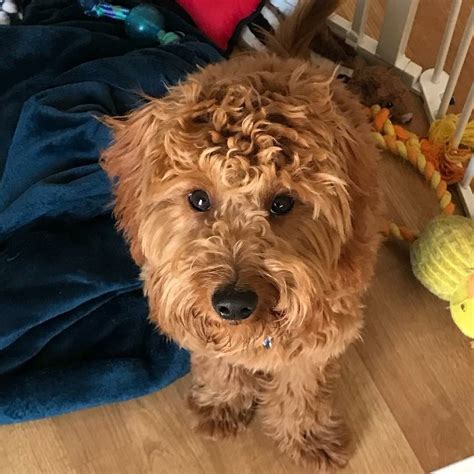 We are a home breeder in east tennessee, specializing in miniature goldendoodles also known as mini goldendoodles. Mini Goldendoodle Puppies For Sale | Poodles 2 Doodles