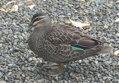 Grey Duck New Zealand Birds Online