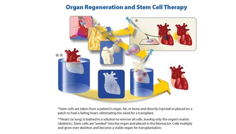 Organ Regeneration Stem Cell Therapy Uahs Biocommunications