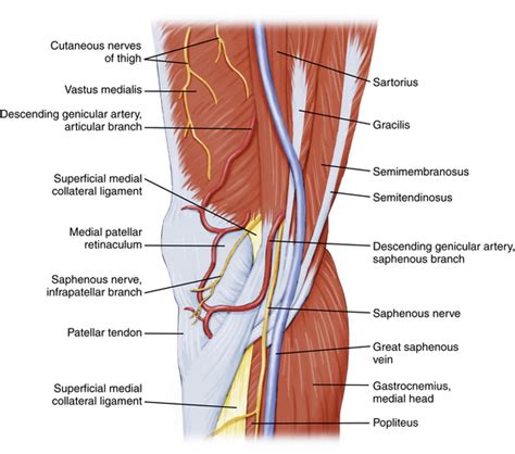 Knee Arthroscopy Setup Diagnosis Portals And Approaches