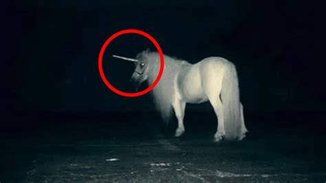 5 Unicorns Caught On Camera Spotted In Real Life YouTube