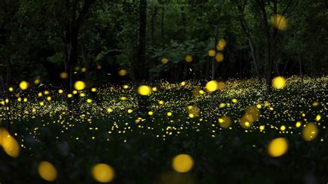 Why Do Fireflies Glow Youtube