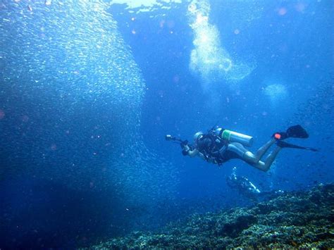 Top 5 Dive Spots In Cebu Philippines Cebu City Tour Scholarly Faith