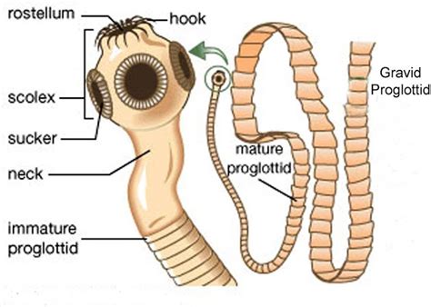 Lecture Notes In Medical Technology Lecture 5 The Cestodes Or Tapeworms