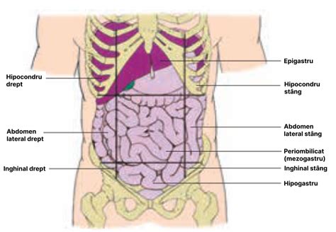 Topografia organelor și sistemelor de organe Biologie Corint GinaMed