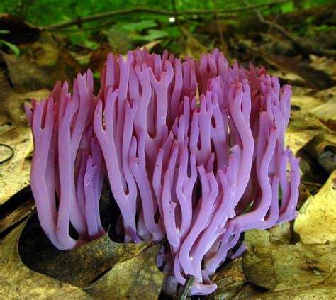 The 15 Most Beautiful Fungi In The World Neatorama