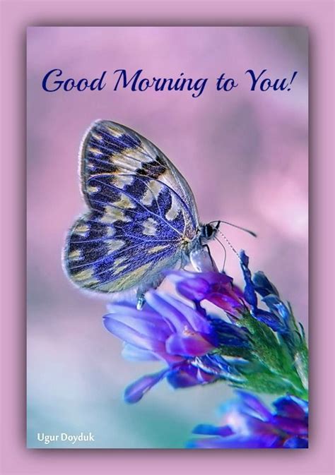 Good Morning To You Butterfly Image Quote Pictures Photos And Images