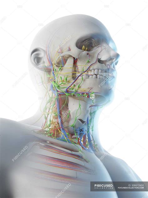 Male Head And Neck Anatomy Digital Illustration — Normal Plain