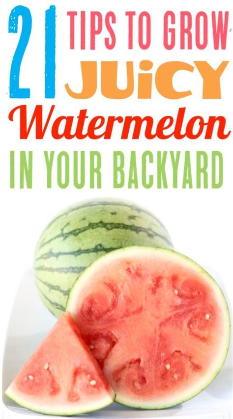 Watermelon Growing Tips For Your Best Melons Ever Easy Expert Gardening Tricks You Ll Wish You