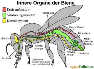 Die organe des menschen zählen zum beliebtesten unterrichtsmaterial im fach biologie. Innerer Bau eines Insekts