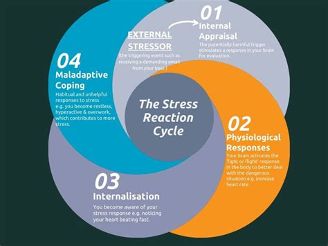 The Stress Reaction Cycle Ato Life