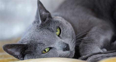 Read on to find the answer to the question: Russian Blue Cat Breed Information Center - A Guide To The ...
