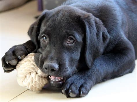 Free Images Labrador Retriever Vertebrate Dog Breed Puppy Dog