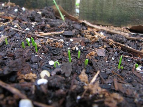 Garlic Chives Seedlings Flickr Photo Sharing