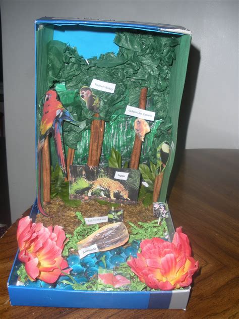 Rainforest Rainforest Diorama