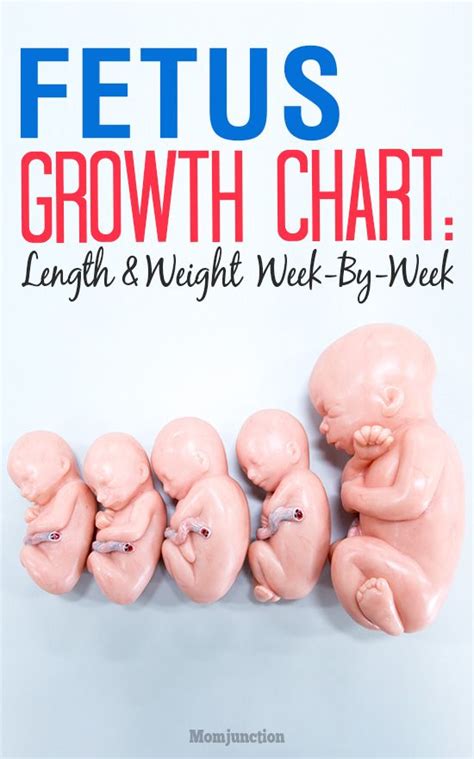 Pin On Pregnancy Growth Chart