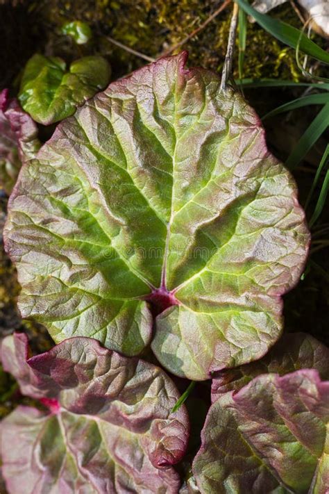 Young Rhubarb Plant With Purple And Red Stock Photo Image Of Textured