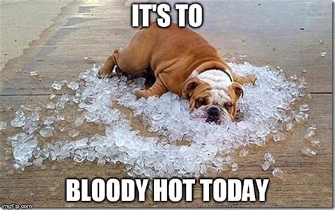 42 Hot Weather Memes That Ll Help You Cool Down SayingImages Com
