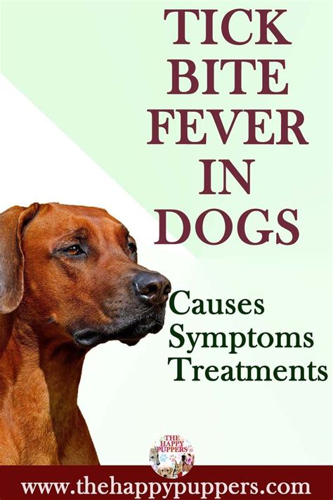 Tick Bite Fever In Dogs The Causes Symptoms And Remedies Tick Bite