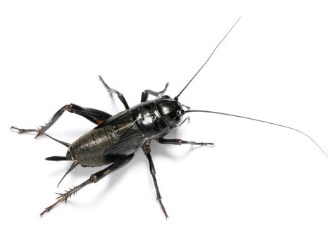 Crickets Top 15 Facts About Crickets