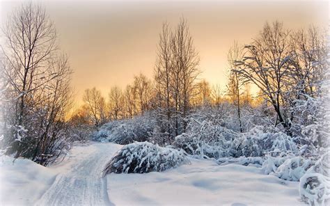 Evening Trees Road Sunset Winter Snow Wallpaper Nature And