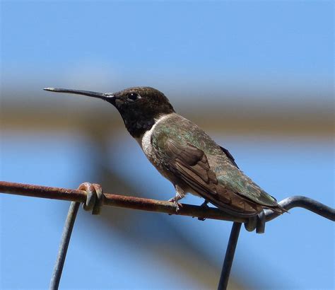 Forages on the ground and in low vegetation. Black-chinned hummingbird - song / call / voice / sound.