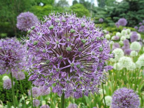 Birthe Lennert Tall Purple Bulb Flowers 1 Stuk Allium Globemaster
